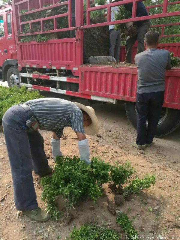 小葉黃楊圖片基地實拍 小葉黃楊圖片基地實拍