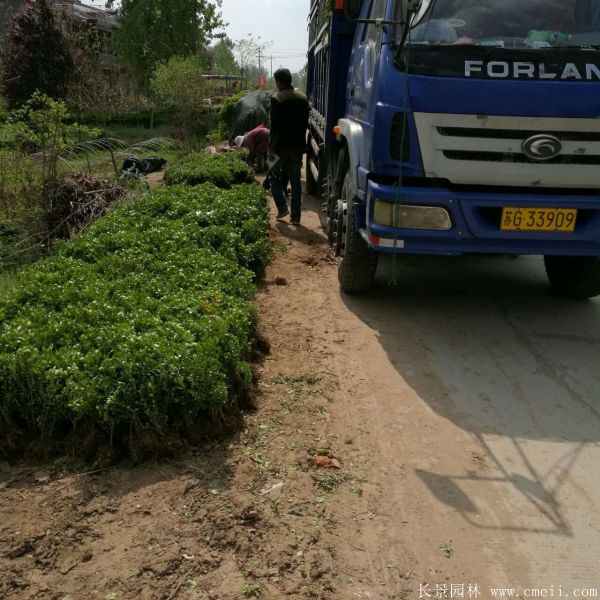 小葉黃楊圖片基地實拍 小葉黃楊圖片基地實拍