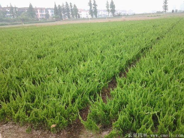 小龍柏圖片基地實拍 小龍柏圖片基地實拍