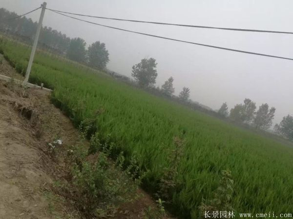 小龍柏圖片基地實拍 小龍柏圖片基地實拍