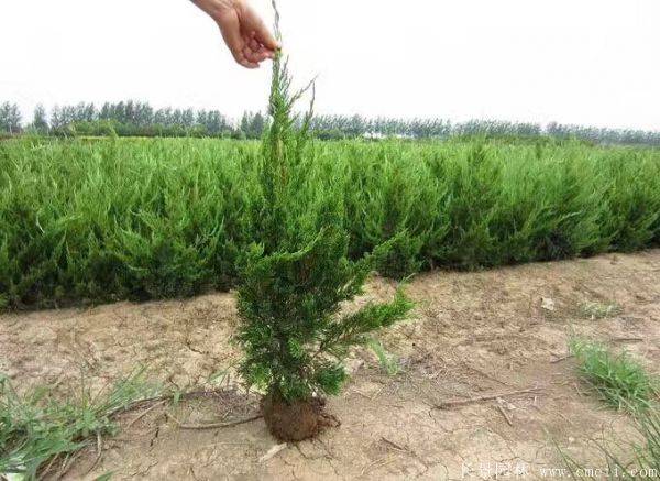 小龍柏圖片基地實拍 小龍柏圖片基地實拍