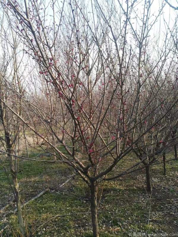 紅梅樹紅梅花圖片基地實拍 紅梅樹紅梅花圖片基地實拍