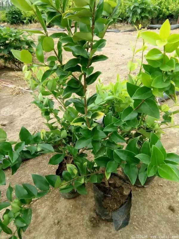 金森女貞圖片基地實(shí)拍 金森女貞圖片基地實(shí)拍