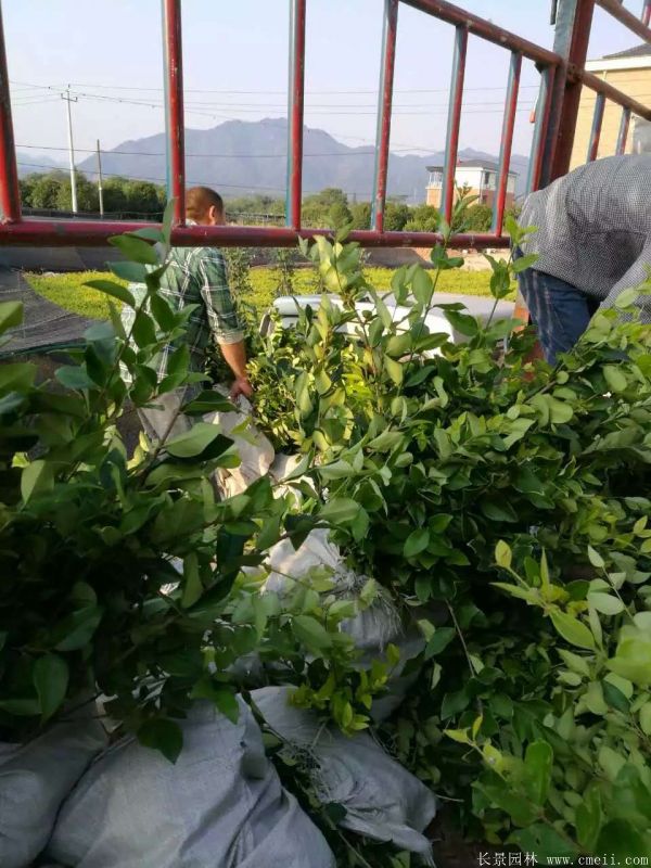 金森女貞圖片基地實拍 金森女貞圖片基地實拍