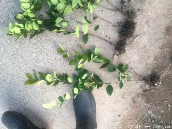 金森女貞圖片基地實拍 金森女貞圖片基地實拍