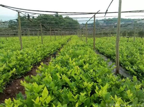 金森女貞圖片基地實(shí)拍 金森女貞圖片基地實(shí)拍