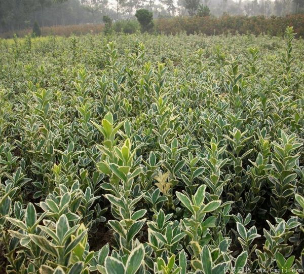 金邊黃楊小苗圖片基地實(shí)拍 金邊黃楊小苗圖片基地實(shí)拍
