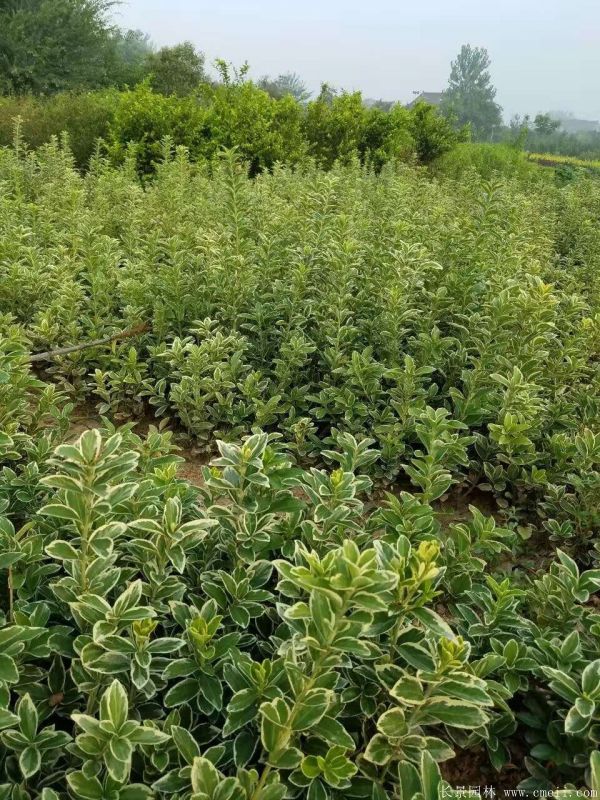 金邊黃楊小苗圖片基地實(shí)拍 金邊黃楊小苗圖片基地實(shí)拍