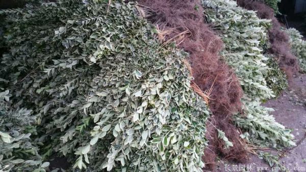 金邊黃楊小苗圖片基地實(shí)拍 金邊黃楊小苗圖片基地實(shí)拍