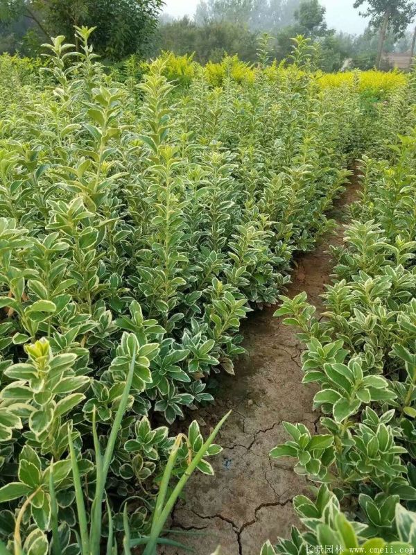 金邊黃楊小苗圖片基地實(shí)拍 金邊黃楊小苗圖片基地實(shí)拍