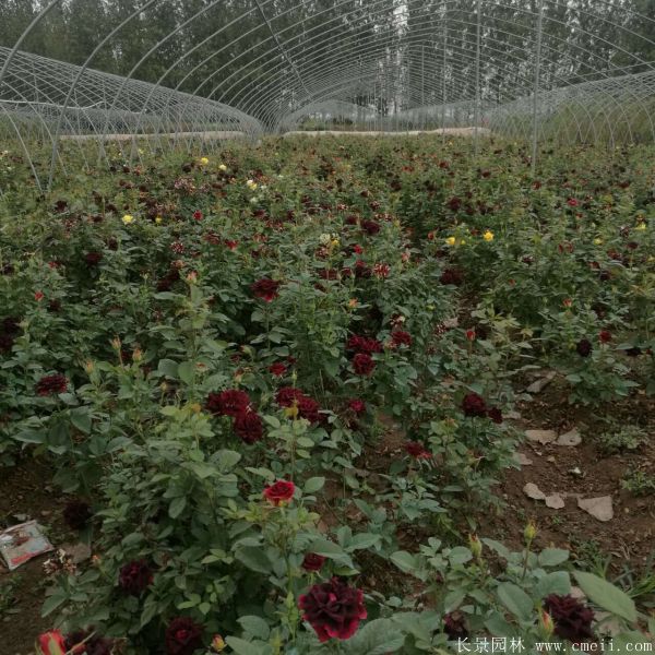 流星雨月季花圖片基地實(shí)拍 流星雨月季花圖片基地實(shí)拍