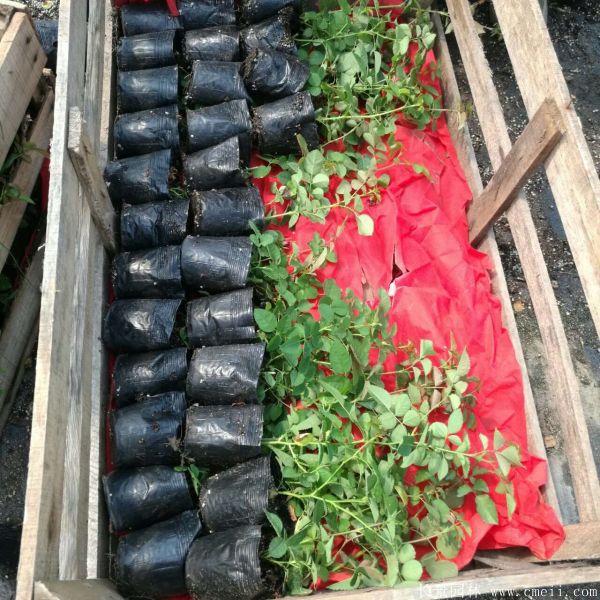月季花小苗圖片基地實(shí)拍 月季花小苗圖片基地實(shí)拍