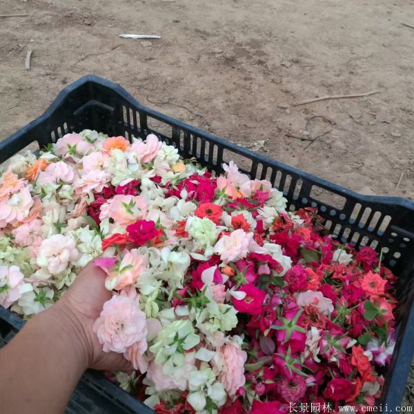月季花圖片基地實(shí)拍 月季花圖片基地實(shí)拍