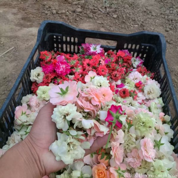 月季花圖片基地實(shí)拍 月季花圖片基地實(shí)拍