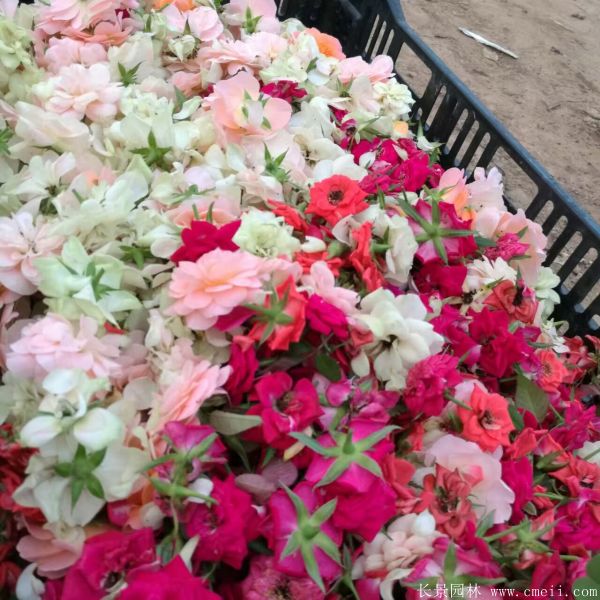 月季花圖片基地實(shí)拍 月季花圖片基地實(shí)拍