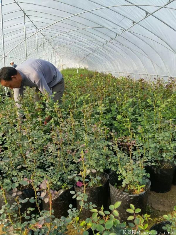 月季花圖片基地實(shí)拍 月季花圖片基地實(shí)拍