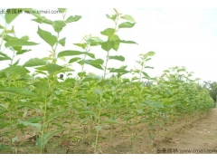 櫻花苗價(jià)格哪家比較低？
