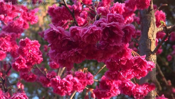 櫻花種子出苗發(fā)芽圖片 櫻花種子出苗發(fā)芽圖片
