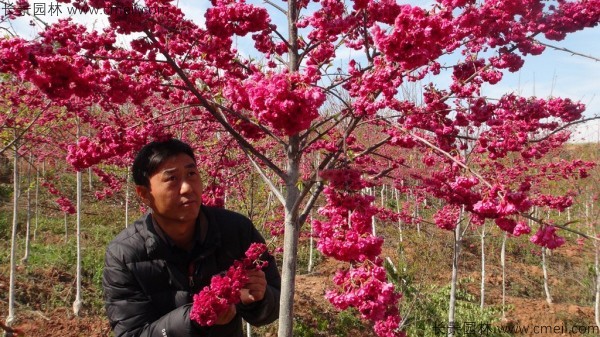 櫻花種子出苗發(fā)芽圖片 櫻花種子出苗發(fā)芽圖片