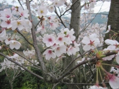2017年批發(fā)櫻花最熱門產地在哪？