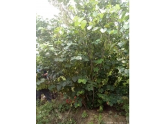 哪里有質(zhì)量好價(jià)格便宜的叢生紫荊賣？