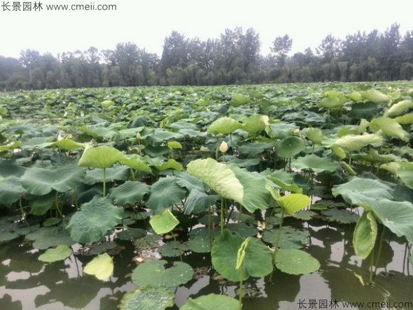 荷花苗價(jià)格多少錢(qián)一棵