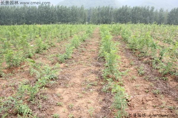 沙樸種子發(fā)芽出苗圖片 沙樸種子發(fā)芽出苗圖片