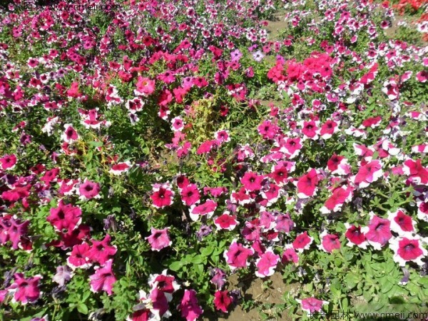 牽?；ǚN子發(fā)芽出苗開花圖片