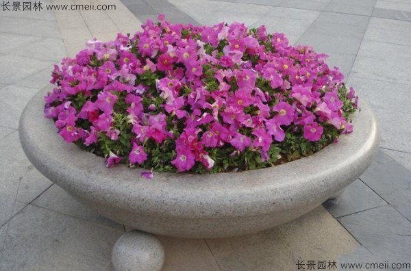 牽?；ǚN子發(fā)芽出苗開花圖片
