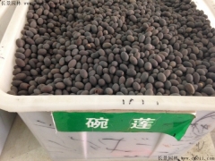 如何區(qū)分正宗碗蓮種子，和荷花種子怎么分辨？