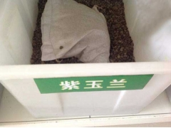 「紫玉蘭種子」最新紫玉蘭種子_價(jià)格_圖片_種植