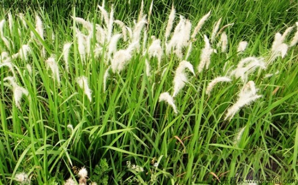 白茅種子發(fā)芽出苗圖片 白茅種子發(fā)芽出苗圖片