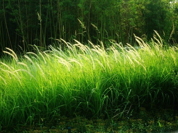 白茅種子發(fā)芽出苗圖片 白茅種子發(fā)芽出苗圖片