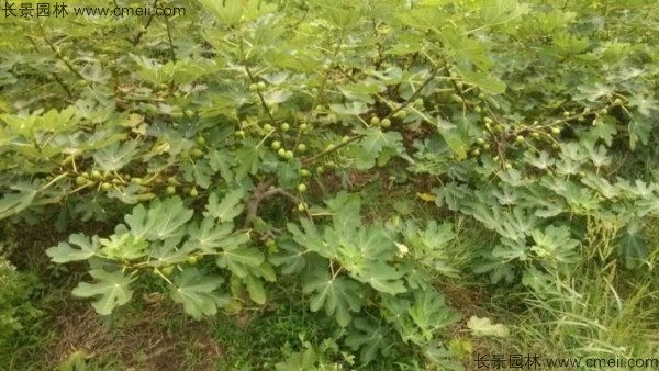 無花果種子發(fā)芽出苗圖片 無花果種子發(fā)芽出苗圖片