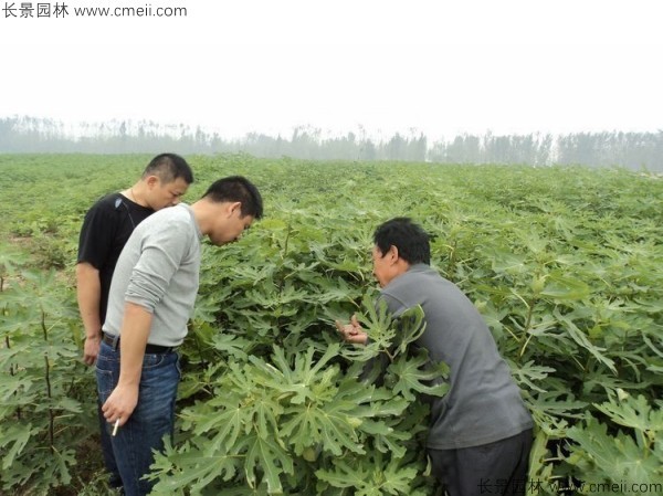 無花果種子發(fā)芽出苗圖片 無花果種子發(fā)芽出苗圖片
