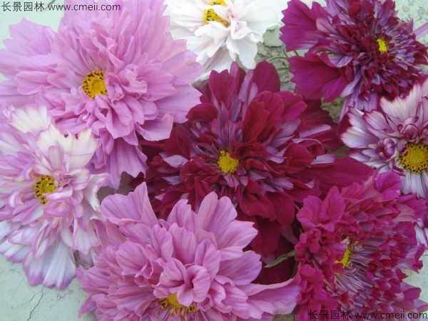 格?；ǚN子發(fā)芽出苗開花圖片
