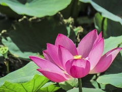 「荷花苗」最新盆栽荷花種苗_價格_圖片_產地報