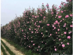 木槿樹苗、木槿花多少錢