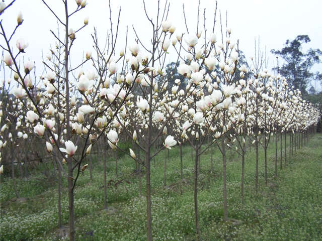 沭陽長(zhǎng)景園林白玉蘭種植基地實(shí)拍圖片 沭陽長(zhǎng)景園林白玉蘭種植基地實(shí)拍圖片