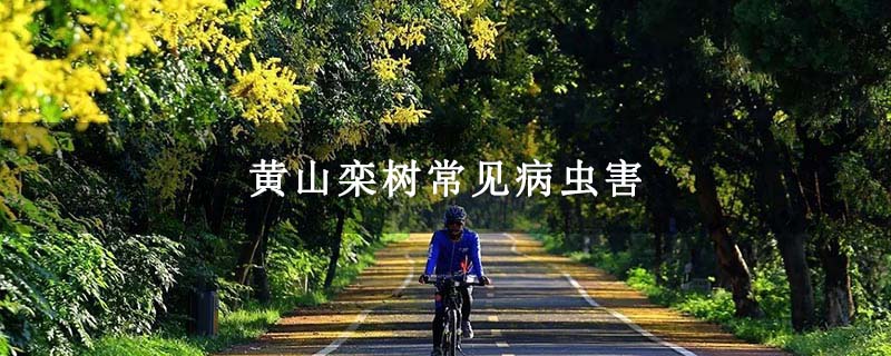 黃山欒樹常見病蟲害 黃山欒樹常見病蟲害