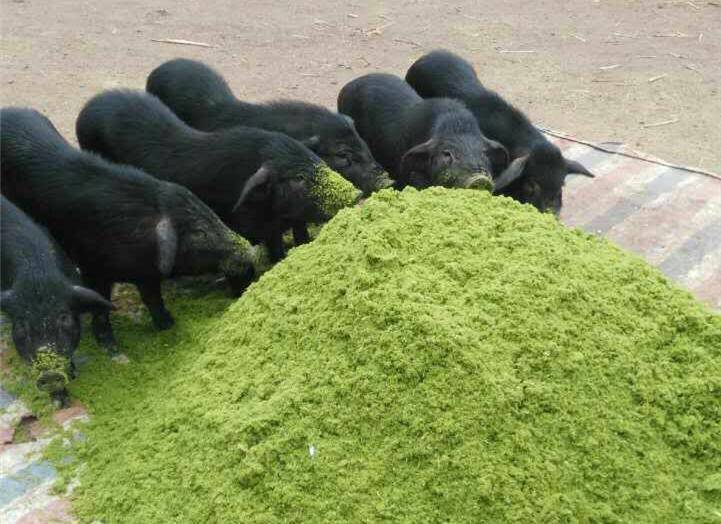 動物吃草牧草 動物吃草牧草