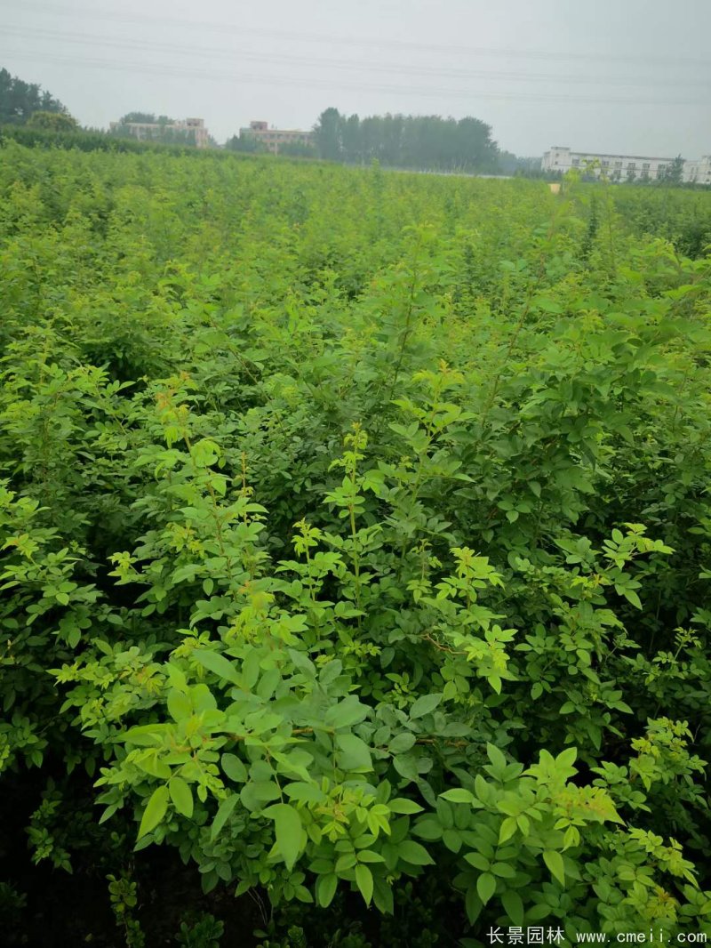 白色無刺日本薔薇苗 白色無刺日本薔薇苗